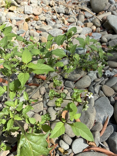 American black nightshade