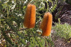 Banksia ashbyi