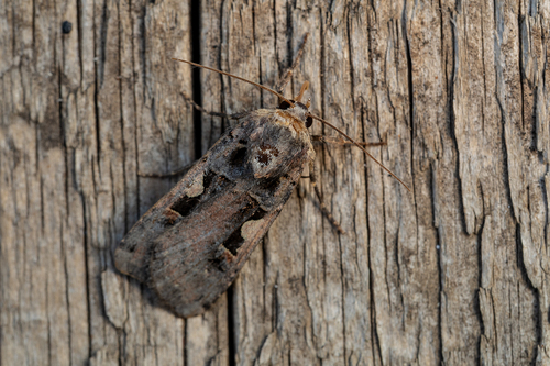 Setaceous Hebrew Character