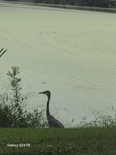 Great Blue Heron