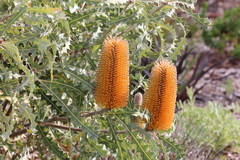 Banksia ashbyi