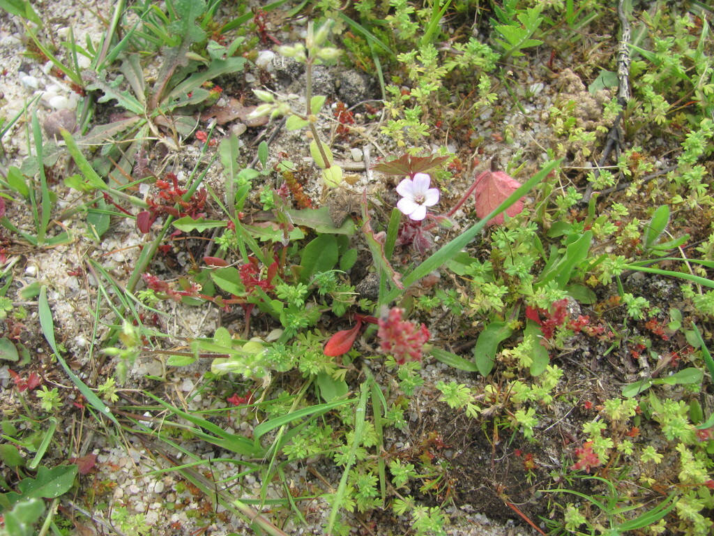 Geranium rotundifolium; photograph (c) zebedeugalinha, some rights reserved (CC BY)