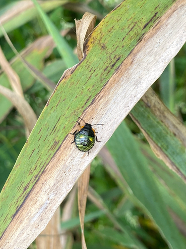 Green Stink Bug
