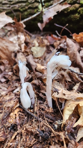 Ghost Pipe