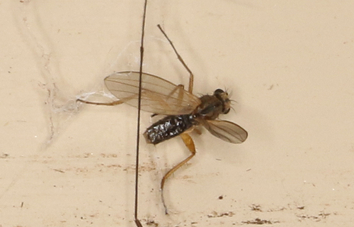 Lonchoptera bifurcata observed 2026-09-20