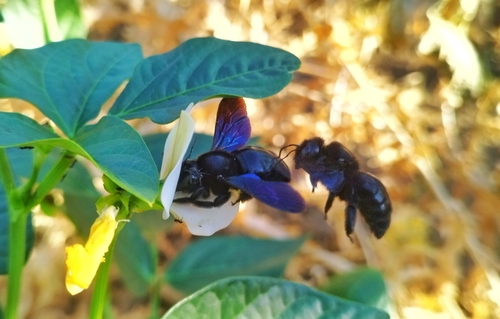 Violet Carpenter Bee