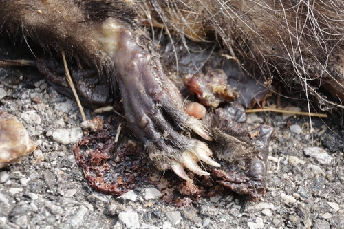 Virginia Opossum