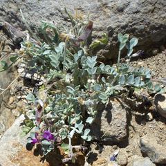 Astragalus albens