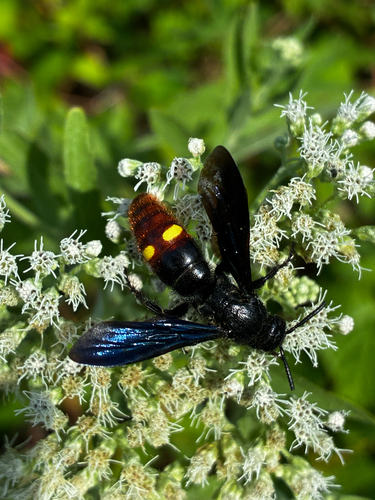 Blue-winged Scoliid Wasp