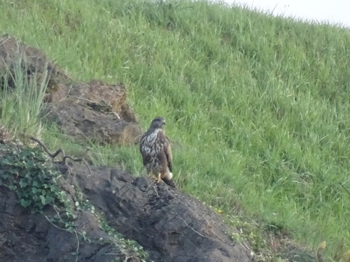Common Buzzard