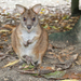 Parma Wallaby - Photo (c) Brian Gratwicke, some rights reserved (CC BY)
