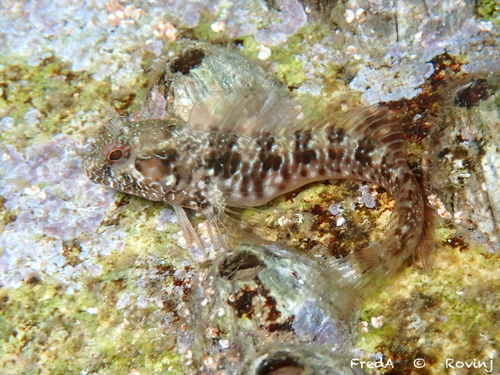 Mystery Blenny
