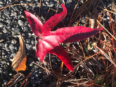 Liquidambar styraciflua image