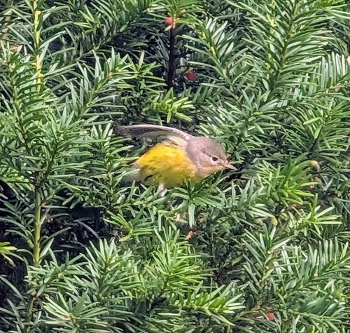 Magnolia Warbler
