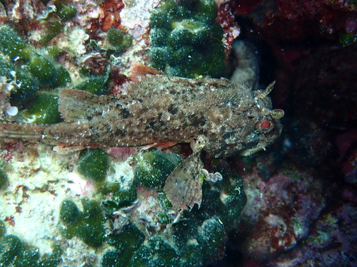 Black Scorpionfish