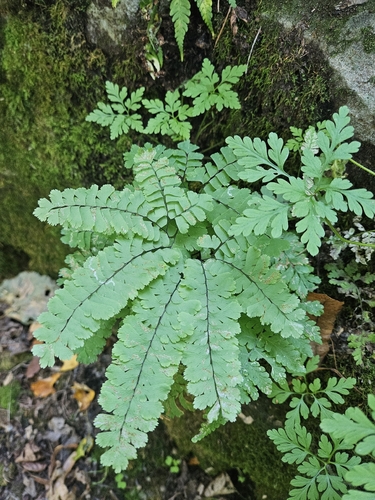 northern maidenhair fern