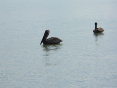 Pelecanus occidentalis occidentalis