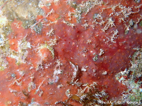 Phorbas fictitius