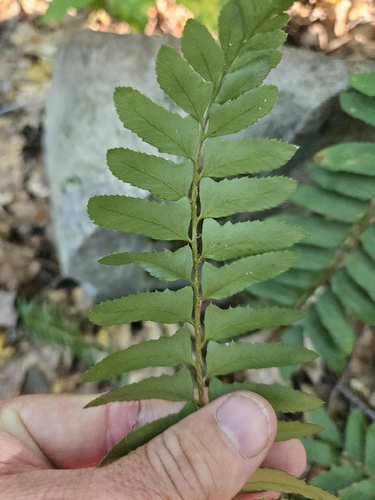 Christmas fern