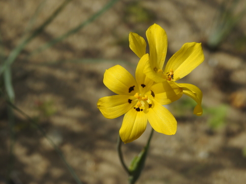Sisyrinchium graminifolium