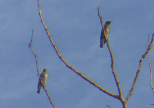 Cedar Waxwing