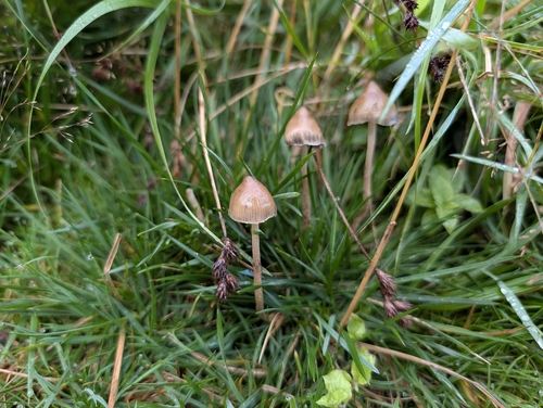 Liberty Cap