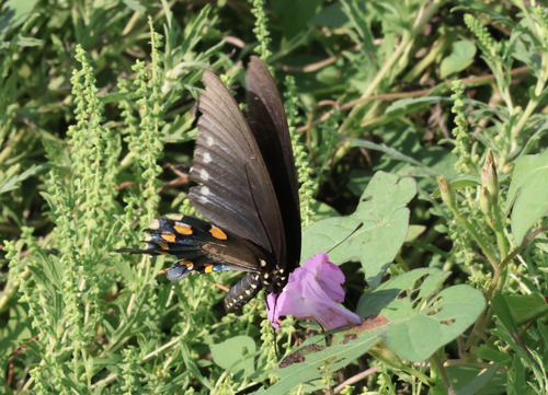 Pipevine Swallowtail