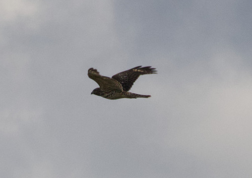 Red-shouldered Hawk