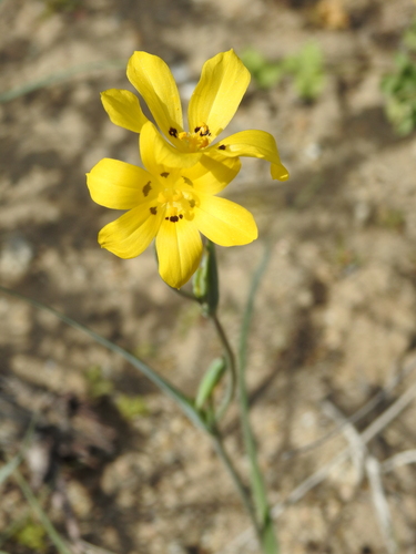 Sisyrinchium graminifolium, photograph 1