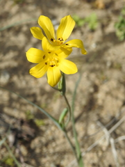 Sisyrinchium graminifolium, photograph (c) Gaston Carvallo B., some rights reserved (CC BY)