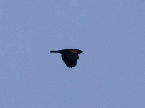 Red-winged Blackbird