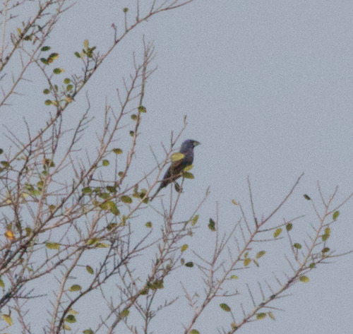 Blue Grosbeak