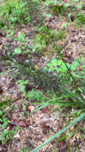 Chinese pennisetum