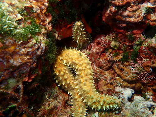 Spiny Starfish