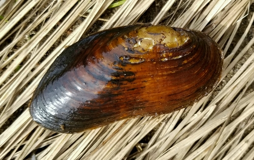 Freshwater Pearl Mussel