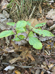 Viburnum cassinoides