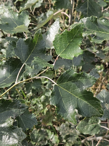 white poplar