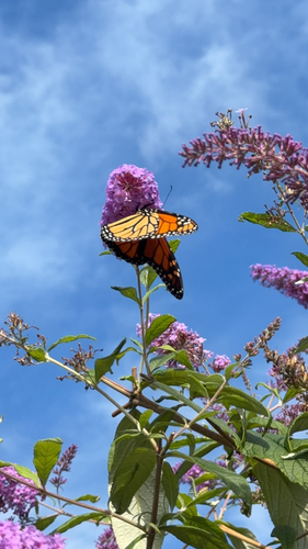 Monarch