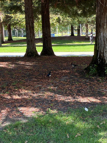 Yellow-billed Magpie