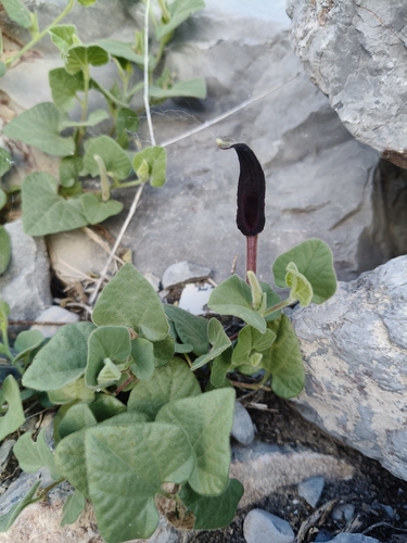 Hierba del indio