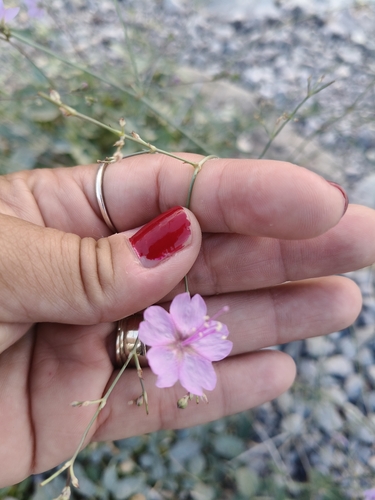 Stewart's Gilia