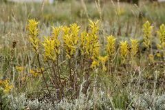 Castilleja flava flava