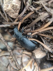 Iphthiminus serratus