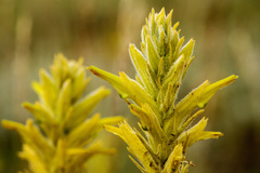 Castilleja flava flava
