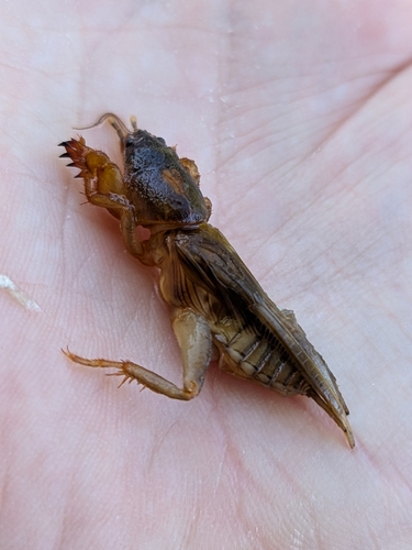 African Molecricket