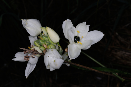 Representative image of Ornithogalum arabicum