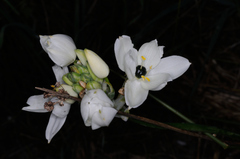 Ornithogalum arabicum