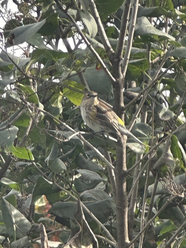 Yellow-rumped Warbler