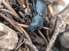 Iphthiminus serratus