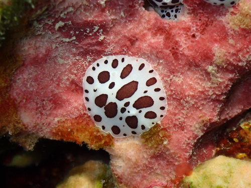Leopard Sea Slug